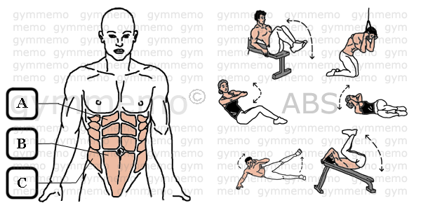 GymMemo | List of Exercises ABS