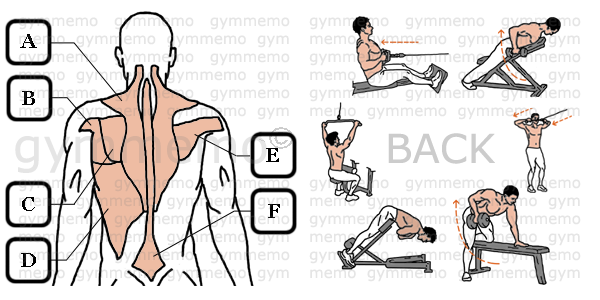 GymMemo | List of Exercises BACK