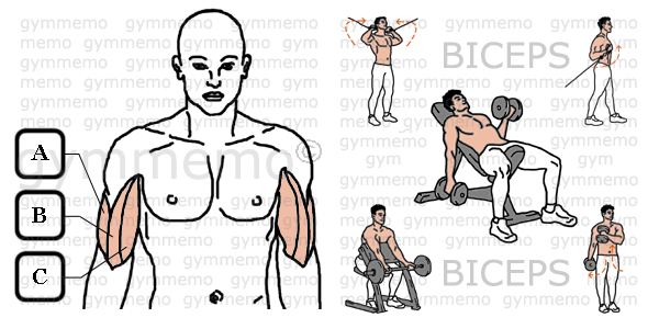 GymMemo | List of Exercises BICEPS