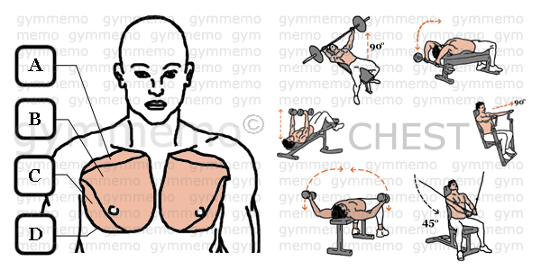 GymMemo | List of Exercises CHEST
