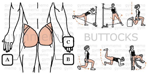 GymMemo | List of Exercises BUTTS