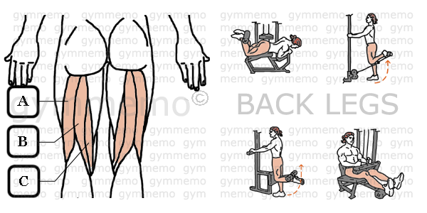 GymMemo | List of Exercises HAMSTRINGS