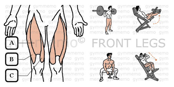 GymMemo | List of Exercises FRONT LEGS