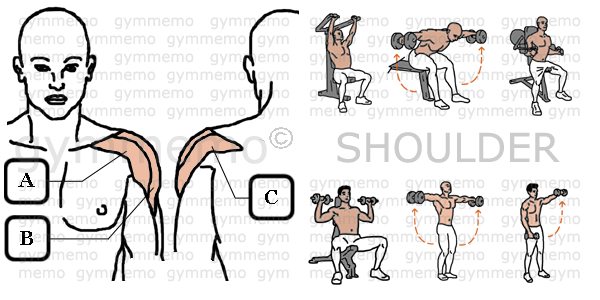 GymMemo | List of Exercises SHOULDER