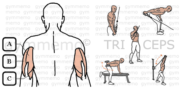 GymMemo | List of Exercises TRICEPS